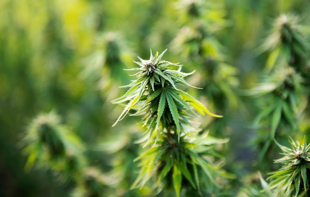 Crafting the Perfect THCA Experience: Pairing Tropicane, OG Kush Breath, and Purple Punch with Activities