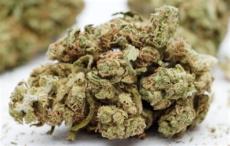 Comparing THCA Flower Strains: Donny Burger vs. Violet Meadows vs. Purple Punch vs. Modified Banana