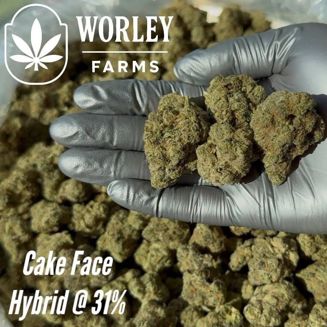 THCA Flower Cake Face - Hybrid 31% Worley Farms